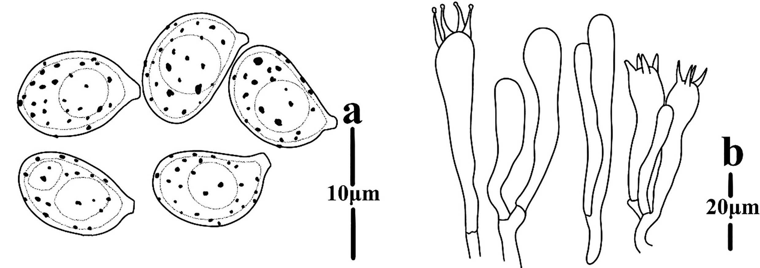 Figure 51